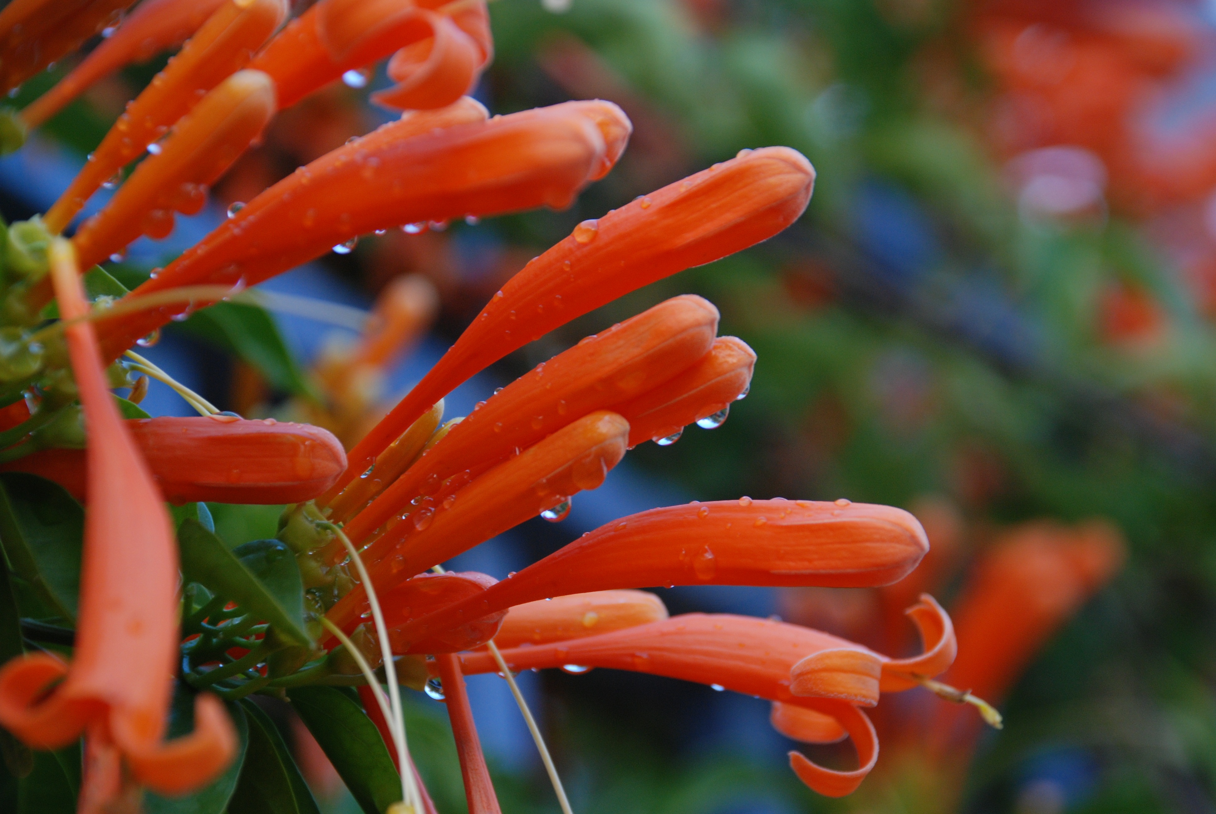 炮仗花(Pyrostegia venusta),与凌霄不同属