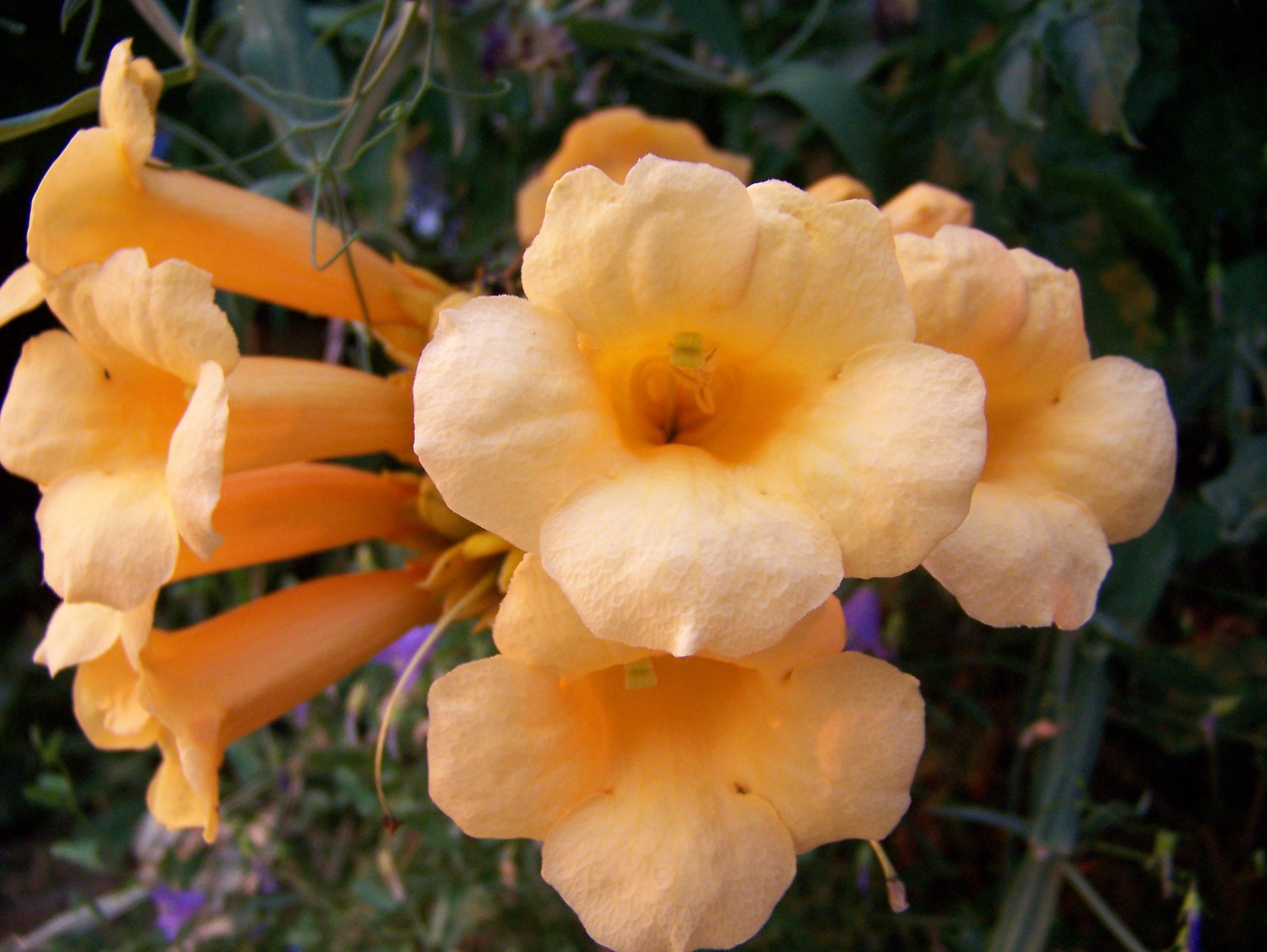 盛开的中国凌霄花（Campsis grandiflora），橙红色喇叭状花朵悬挂于藤蔓之间
