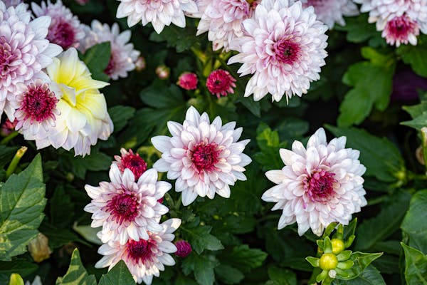 White chrysanthemum flower closeup