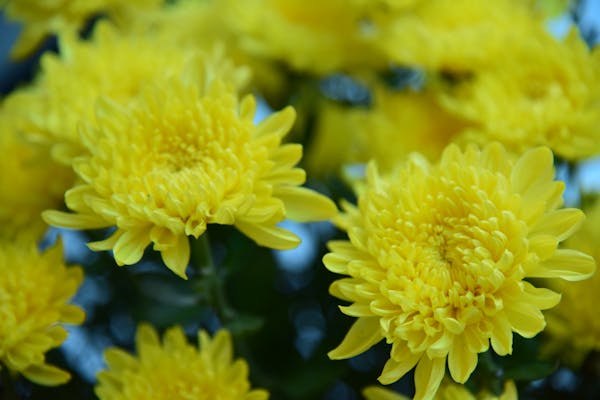 Yellow chrysanthemums in autumn garden