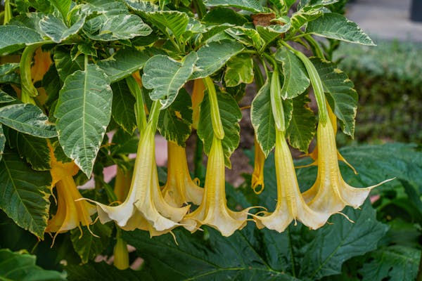 Yellow Brugmansia (Angel trumpet) flower cluster