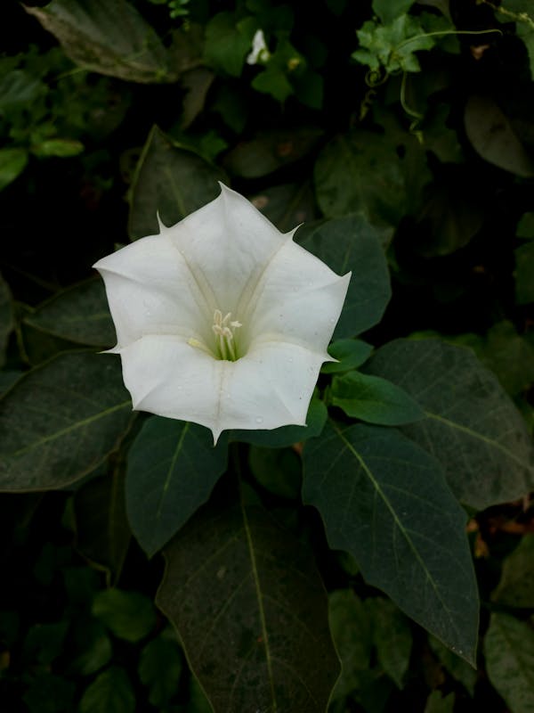 White Datura flower closeup trumpet shape