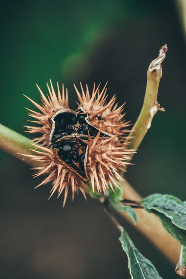 Datura spiny seed pod (thorn apple) up close