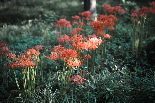 Red spider lily (Lycoris radiata) cluster blooming