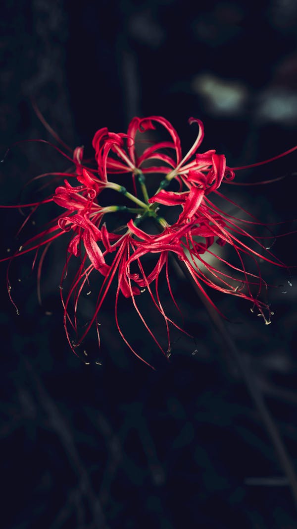 Stunning closeup of red spider lily bloom