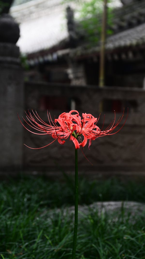 Red spider lily in tranquil garden setting