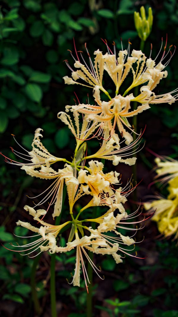 Yellow spider lily variety comparison