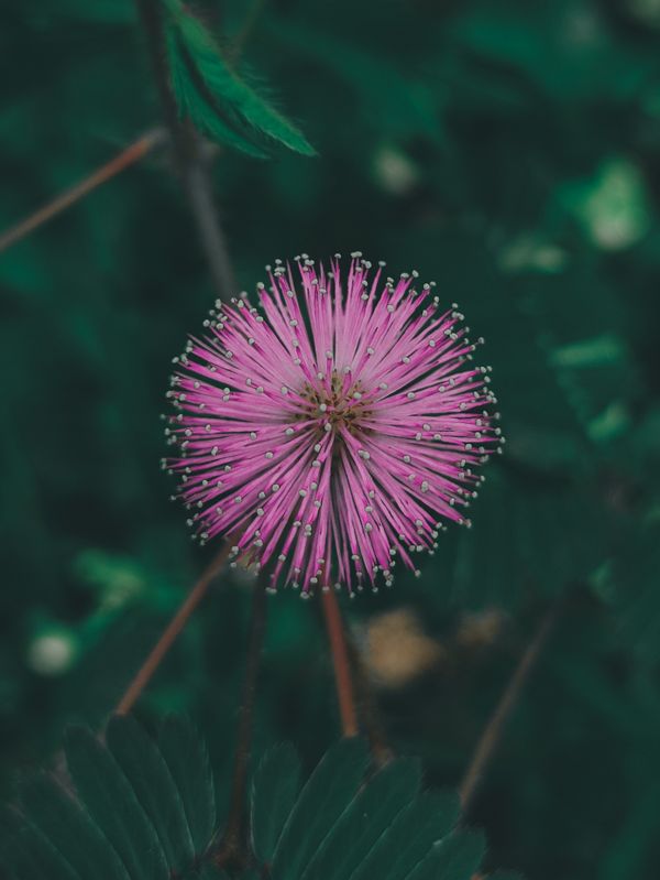 Pink Mimosa pudica flower closeup