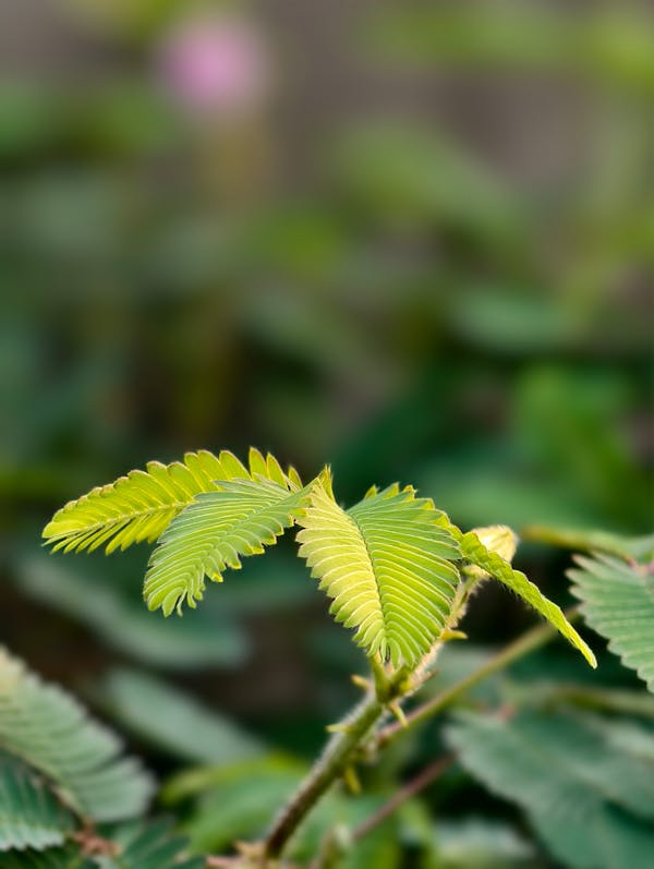 Mimosa pudica green leaves macro detail