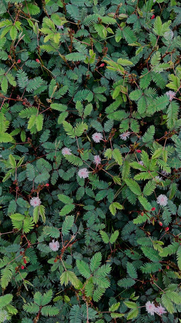 Lush Mimosa pudica plants with pink flowers