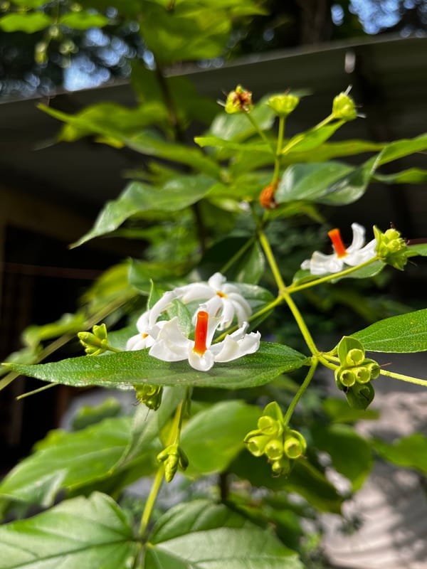 Night-blooming jasmine white flower cluster