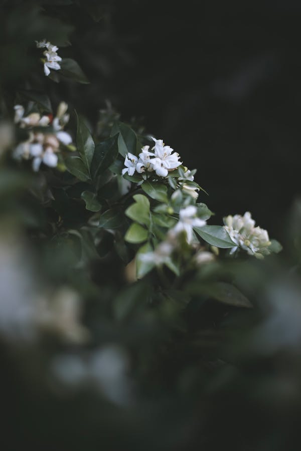 Tranquil white jasmine blossoms in summer garden