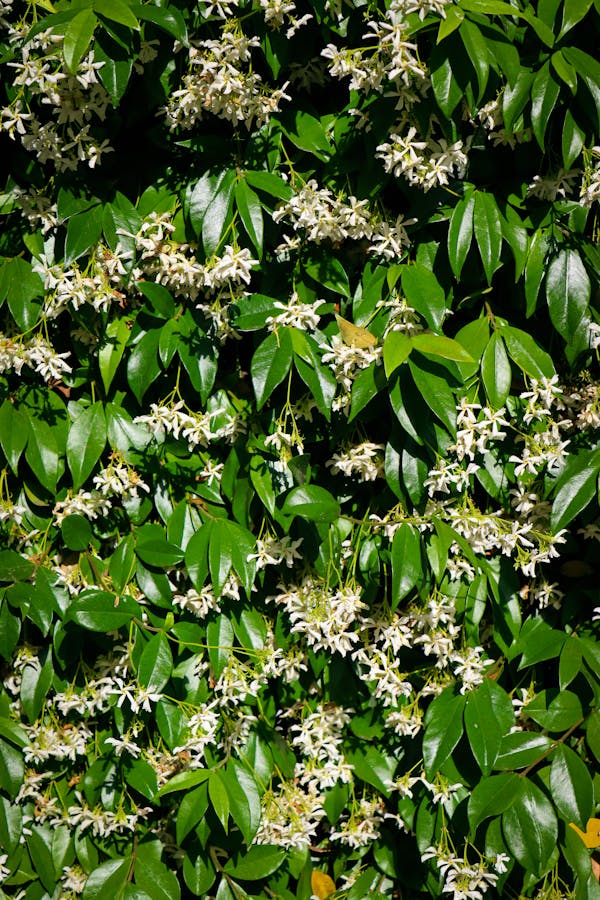 Night-blooming jasmine shrub with white blooms