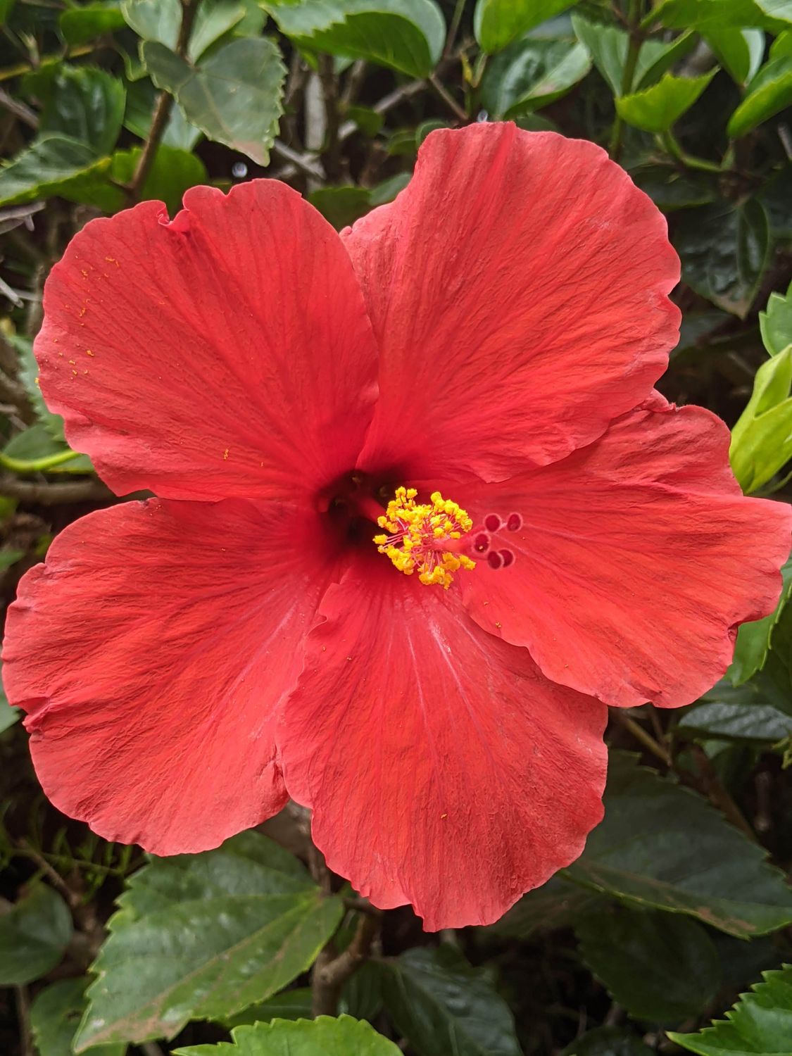 夹竹桃粉色花朵绽放