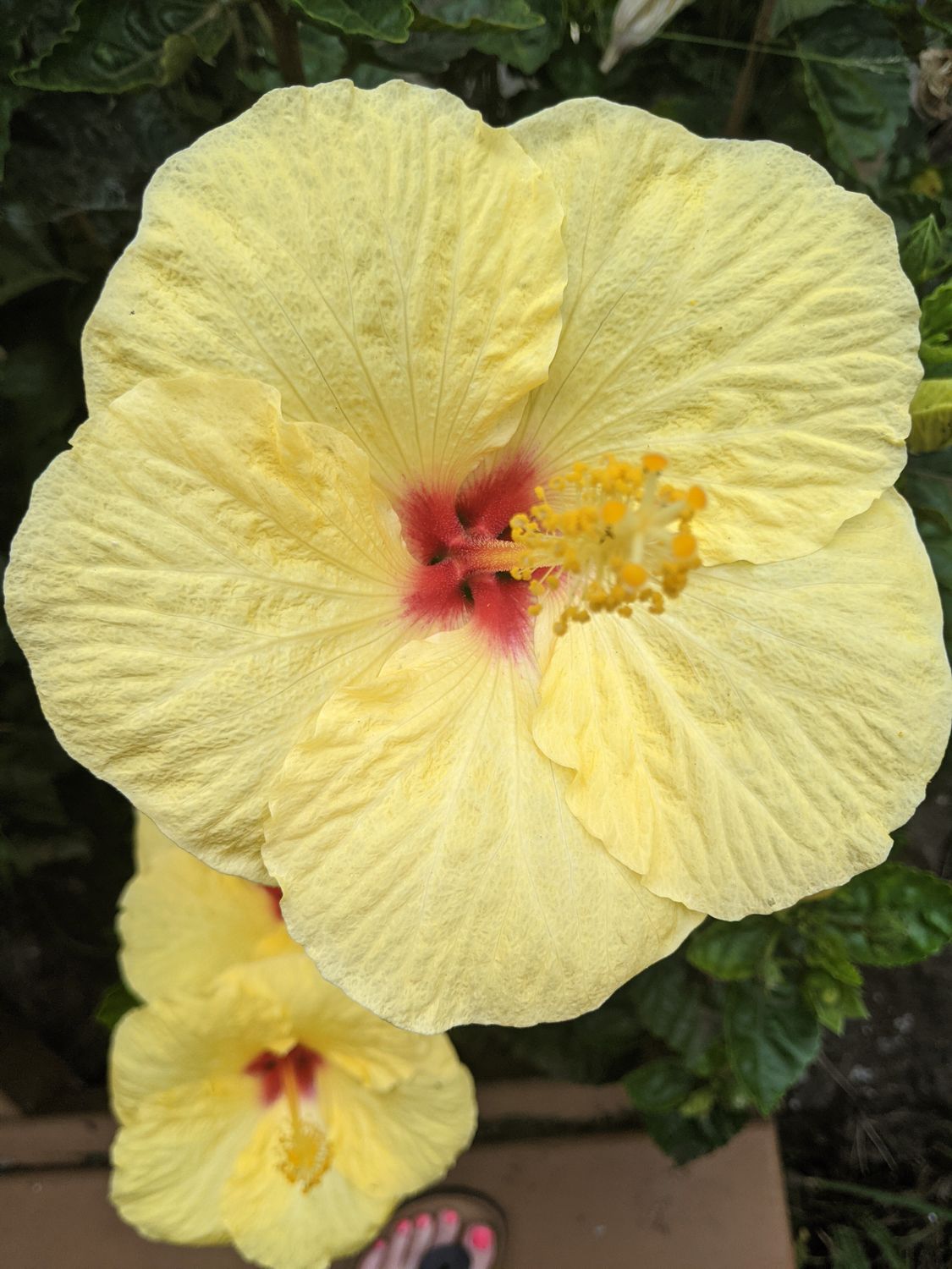 夹竹桃叶片细节