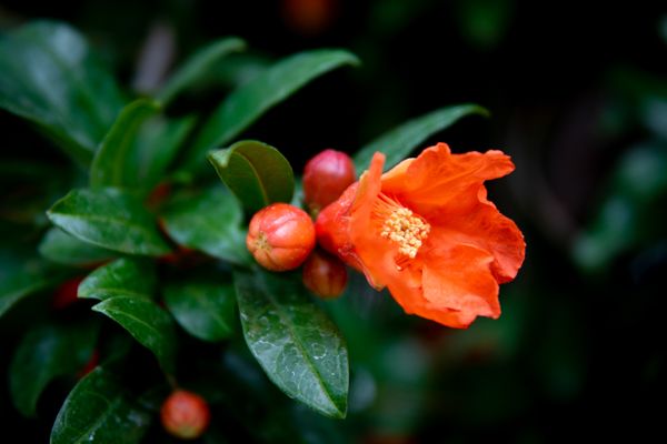 Pomegranate flower with buds on leafy branch