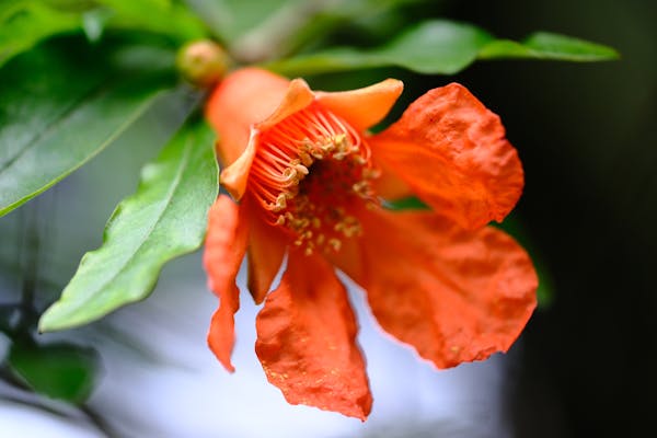 Red pomegranate flower closeup