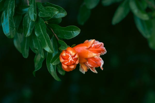 Pomegranate flowering bud in garden setting