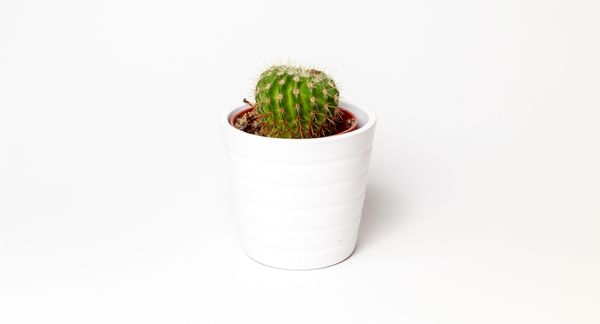 盆栽仙人掌