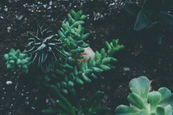 花园中的多肉植物